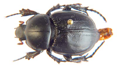 Camapterus oweni